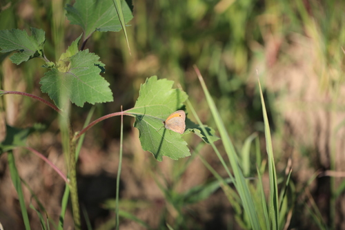 Meadow Brown