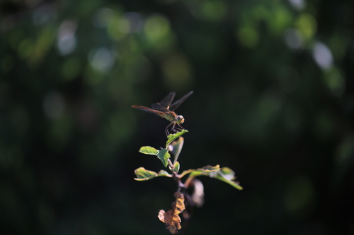 Southern Darter