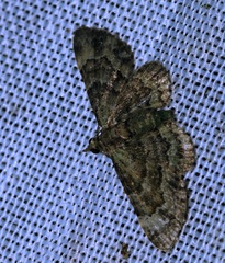 Gymnoscelis taprobanica