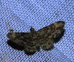 Gymnoscelis taprobanica