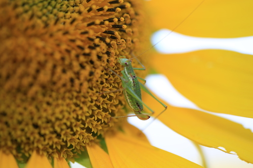 Striped Bush-cricket