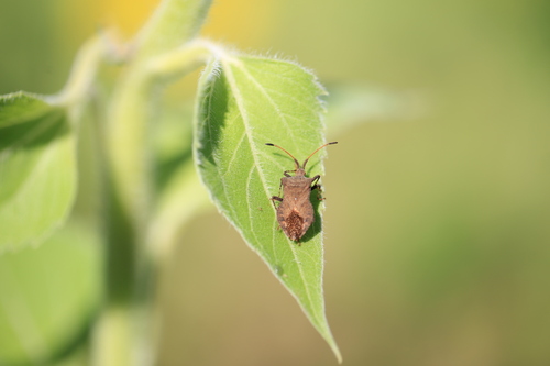Dock Bug
