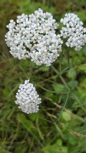 common yarrow