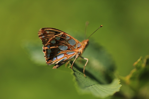 Queen of Spain Fritillary