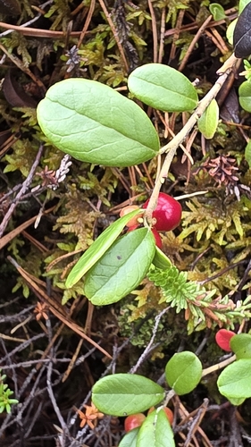 Lingonberry