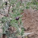 Acacia drepanolobium
