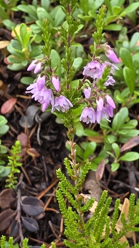 common heather