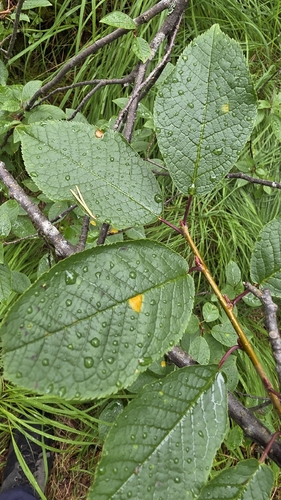 bird cherry