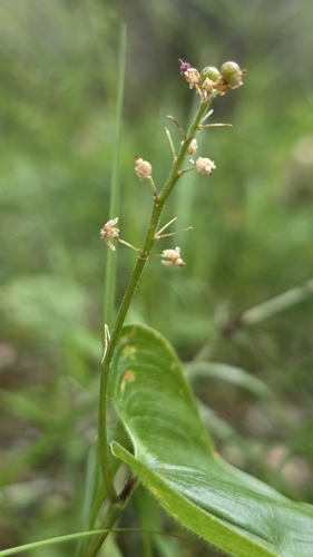 May Lily