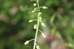 Borodinia canadensis
