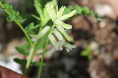 Astragalus crassicarpus trichocalyx