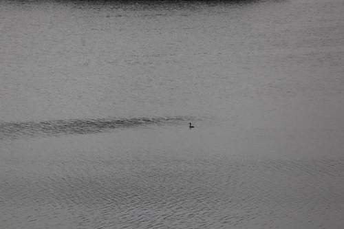 Great Crested Grebe