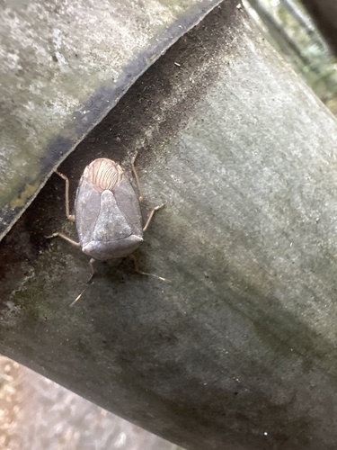 Hippotiscus dorsalis