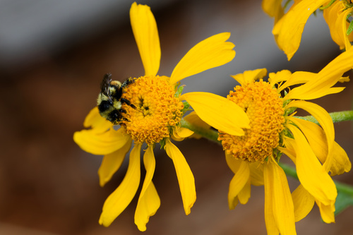 Hymenoxys hoopesii, photograph 6
