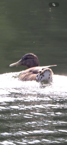 Mallard