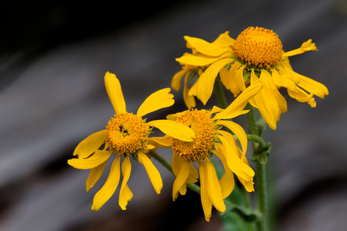 Hymenoxys hoopesii, photograph 5