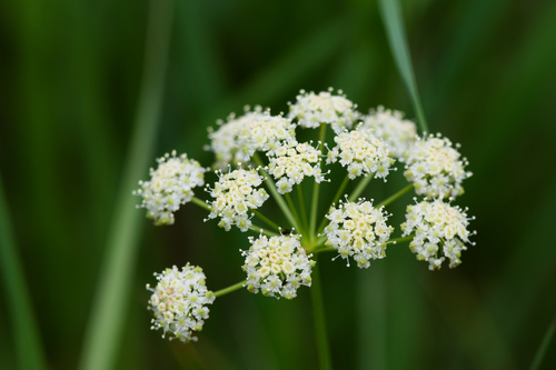 Ligusticum porteri, photograph 2