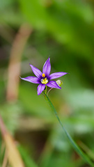 Sisyrinchium idahoense