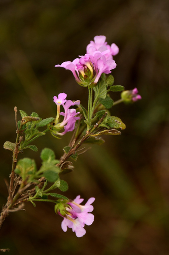 Lippia insignis