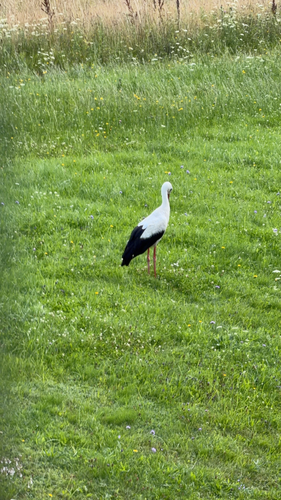White Stork