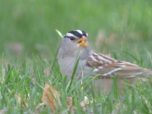 White-crowned Sparrow photographed in South Dakota