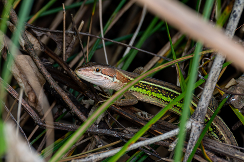 China Grass Lizard