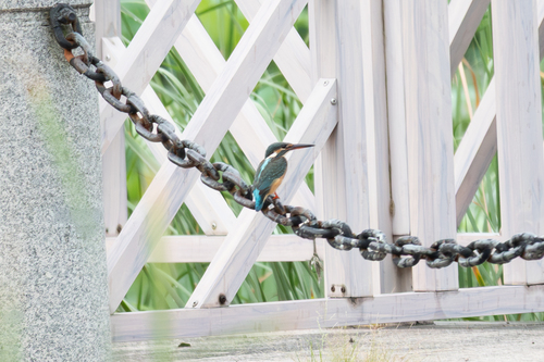 Common Kingfisher