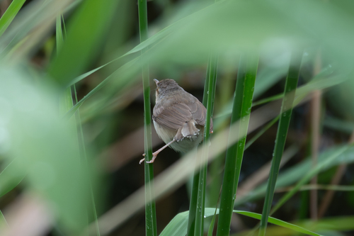 Plain Prinia