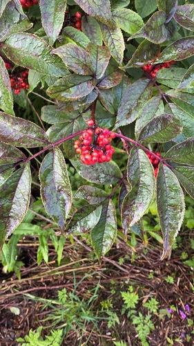 red-berried elder