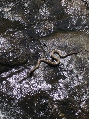 Nerodia sipedon