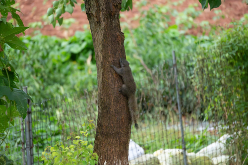 Pallas' Squirrel