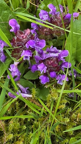 common selfheal