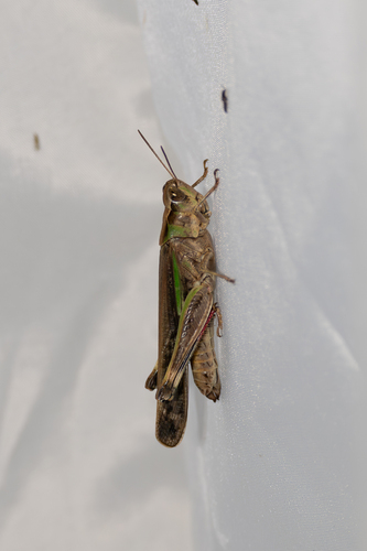 Slender Green-winged Grasshopper