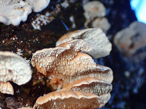 Cerrena zonata