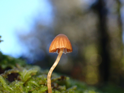 Moss Bell