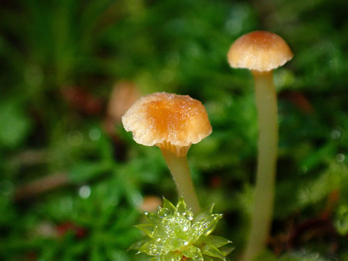 Orange Moss Navel