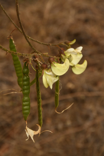Coursetia rostrata