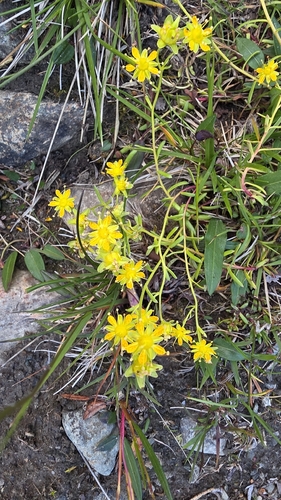 Yellow Saxifrage