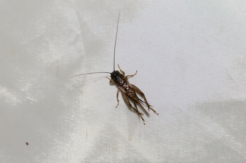 Svercacheta siamensis