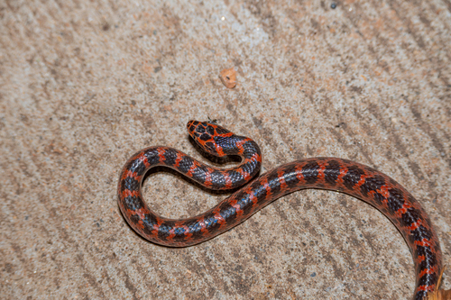 Red-banded Snake