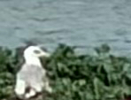 iNaturalist observation photo of California Gull