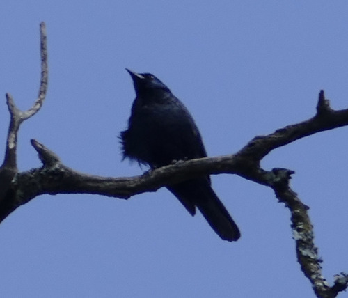 iNaturalist image