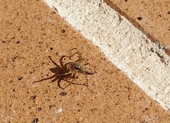 Oxyopes