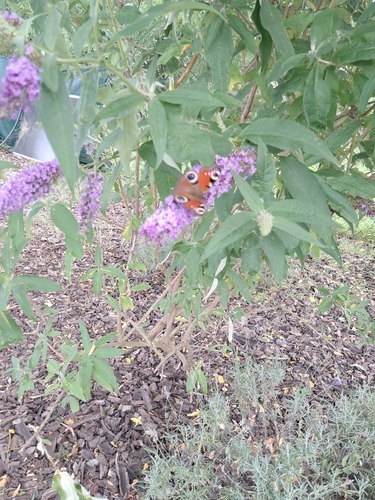European Peacock Butterfly