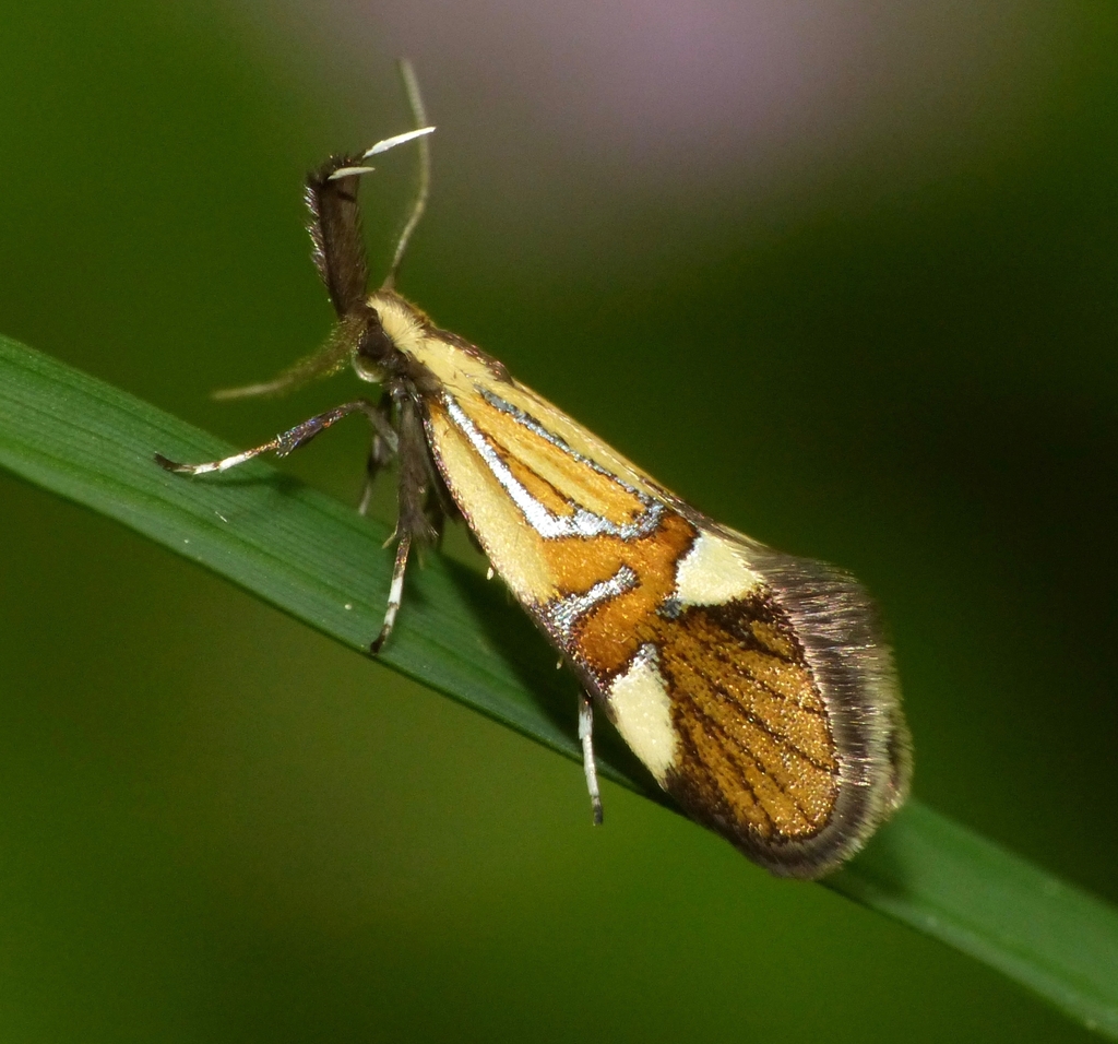 Common Tubic