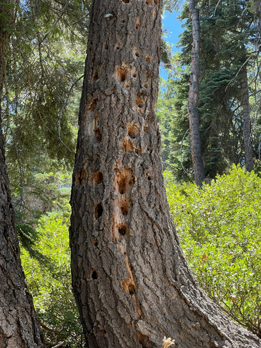 iNaturalist observation photo of Woodpeckers