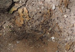 Liometopum microcephalum