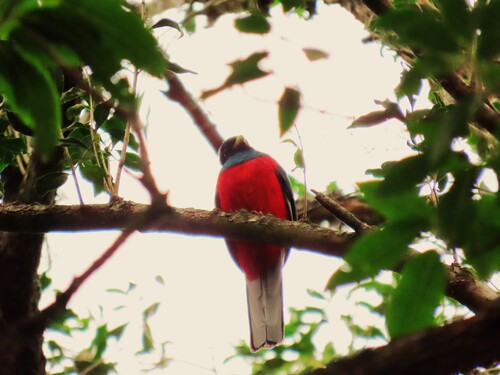 Narina Trogon (Apaloderma narina), photo 5