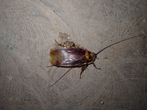 American Cockroach