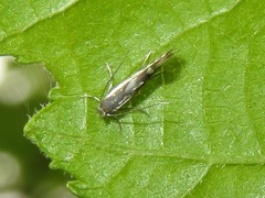 Phyllonorycter rajella